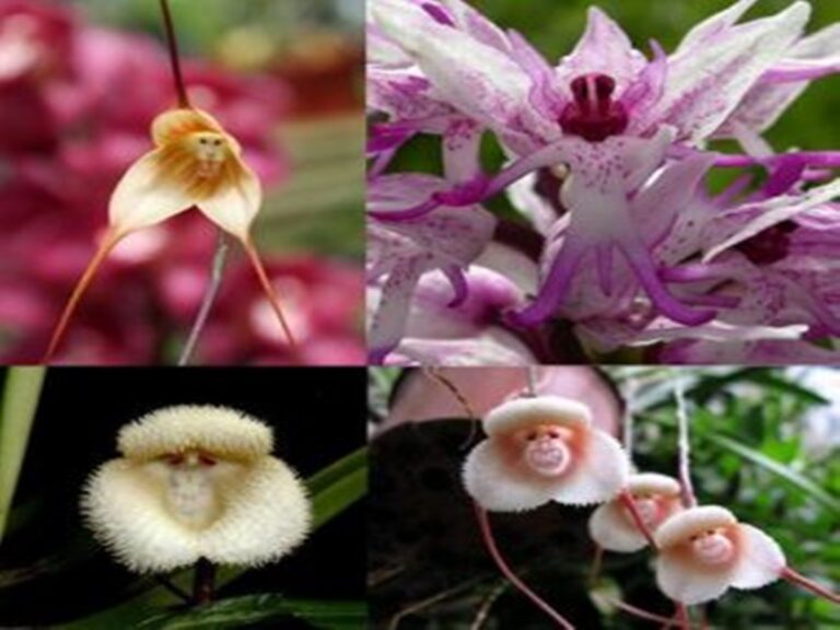 7 orquídeas muito bizarras que parecem animais