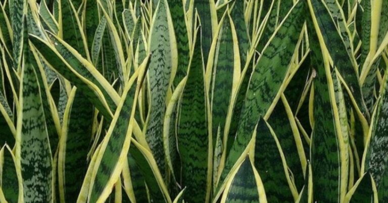 Se você tem uma dessas 5 plantas em casa se livre delas imediatamente