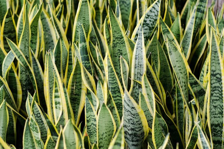 4 plantas que são altamente venenosas e podem matar qualquer ser humano