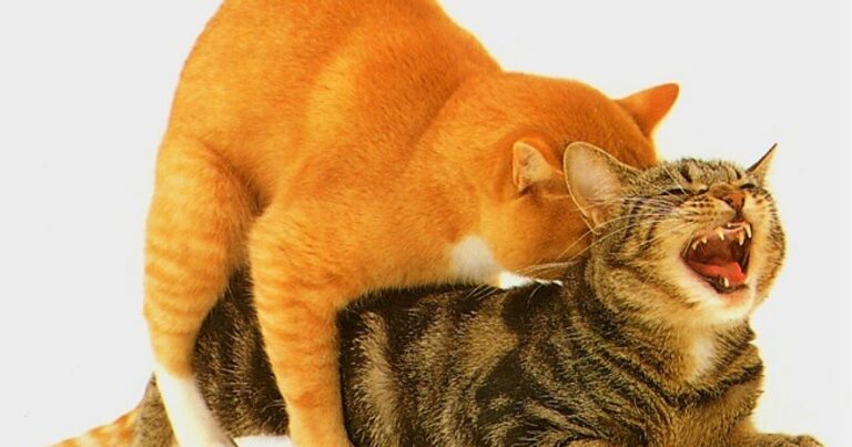 Por qual motivo os gatos gritam tanto quando estão acasalando?