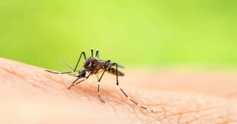É por isso que os mosquitos e pernilongos picam mais algumas pessoas do que outras