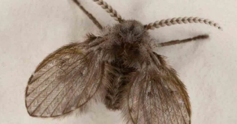 De onde saem e por que surgem as mosquinhas de banheiro? Dez curiosidades sobre elas