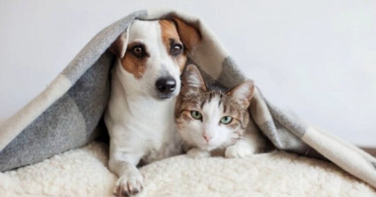 Chegou o frio: como proteger cães e gatos nesse período mais gelado?