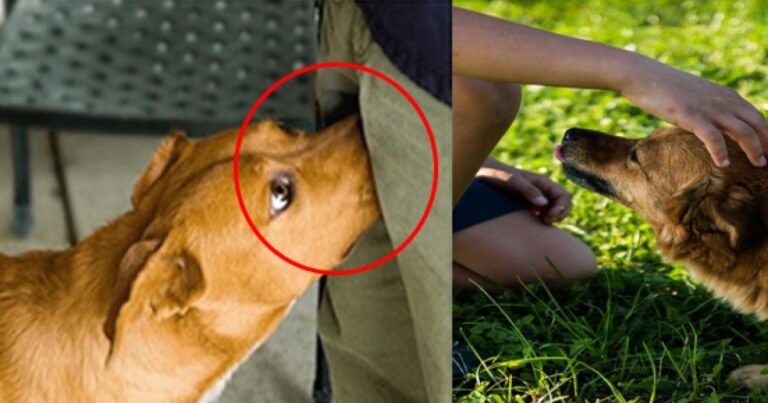 Por que os cães cheiram as nossas partes íntimas