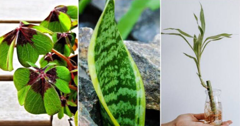 7 plantas para atrair dinheiro e ter em sua casa