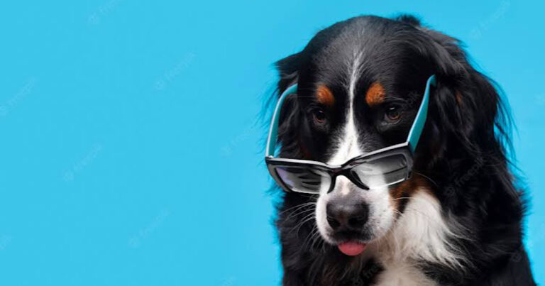 Por que cachorros ficam grudados após acasalar?