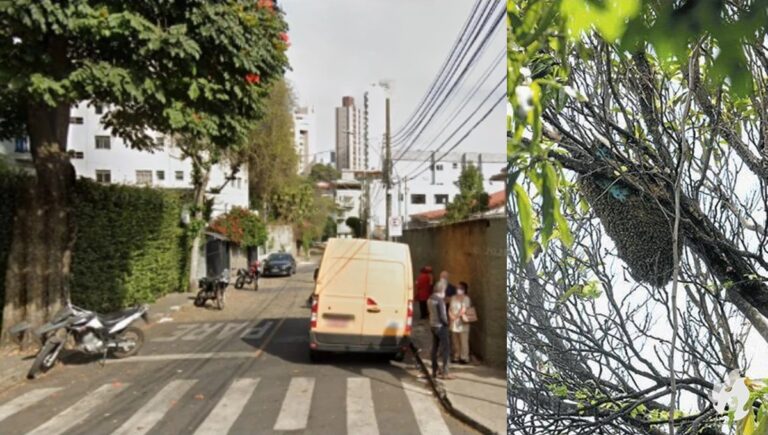 Mulher é hospitalizada após ser atacada por enxame de abelhas em BH