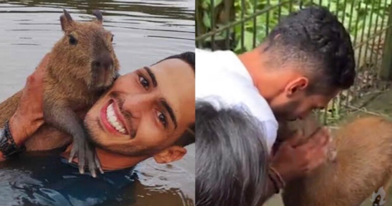 Capivara Filó é devolvida a influencer do AM após decisão judicial – Vídeo