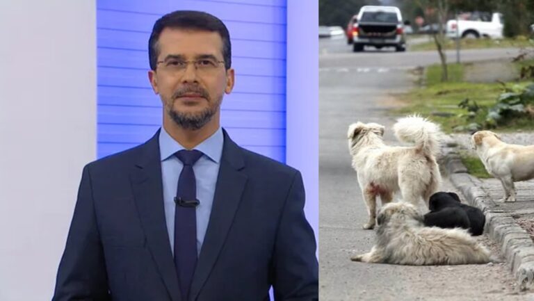 Prefeitura na BA publica decreto que determina abate de animais abandonados em vias públicas