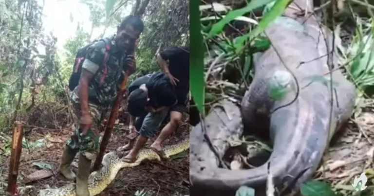 Mulher de 36 anos que estava desaparecida é infelizmente encontrada dentro de cobra – Vídeo