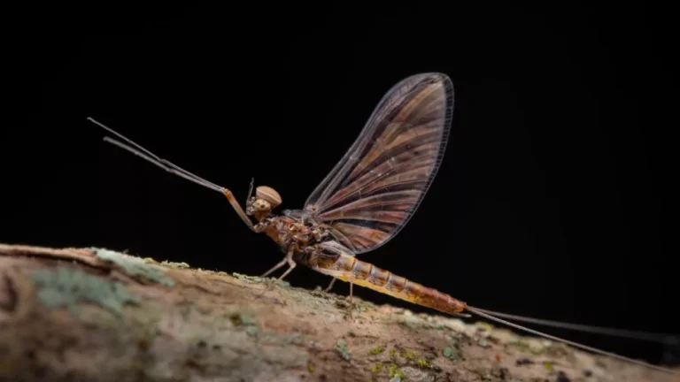 Pesquisadores da UFV descobrem nova espécie de inseto no Parque Estadual da Serra do Brigadeiro
