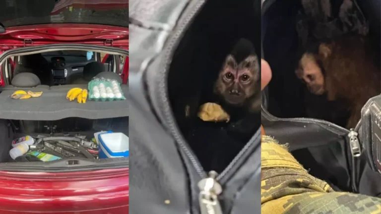 Casal é preso por tentar capturar macaco-prego na Floresta da Tijuca