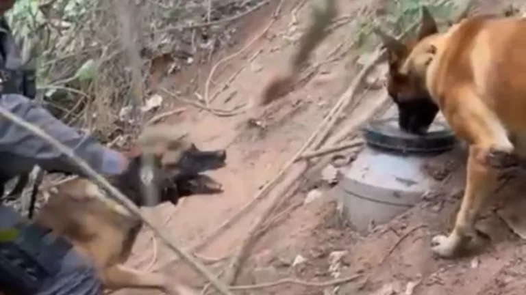 Vídeo: cão farejador encontra drogas enterradas no interior de São Paulo