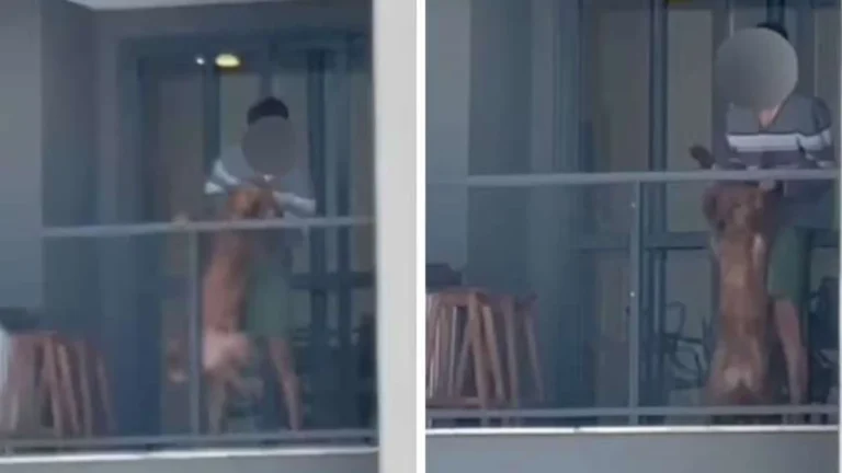 Homem é preso por maus-tratos após ser flagrado batendo em cachorro na sacada de apartamento no PR
