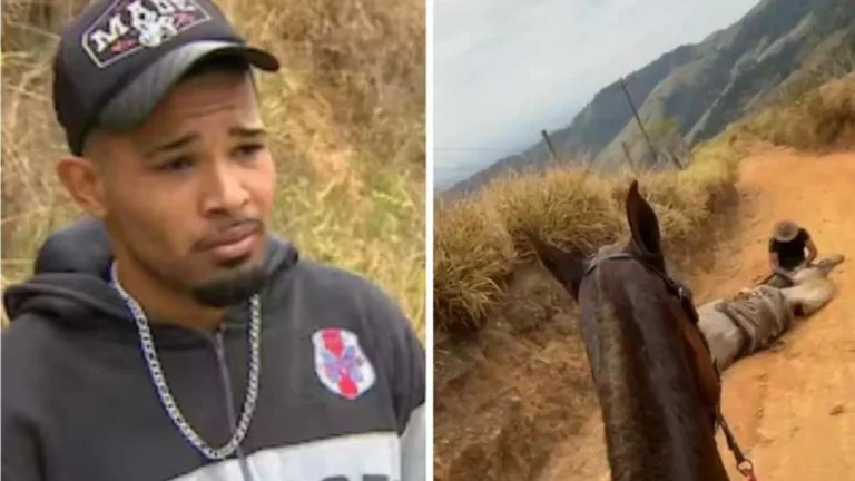 Horror! Laudo confirma que cavalo ainda estava vivo ao ter patas mutiladas