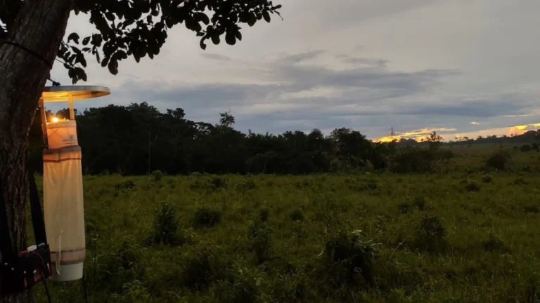 Desmatamento na Amazônia aumenta risco de malária, diz pesquisa