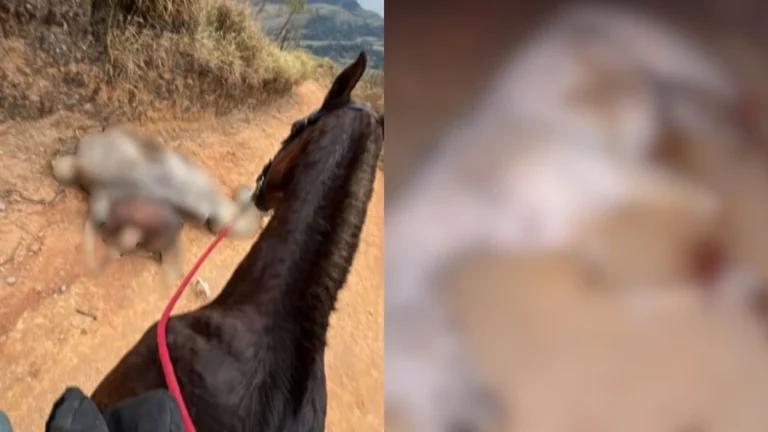 Cavalo com patas mutiladas: homem culpa bebida e diz “cortei por cortar”