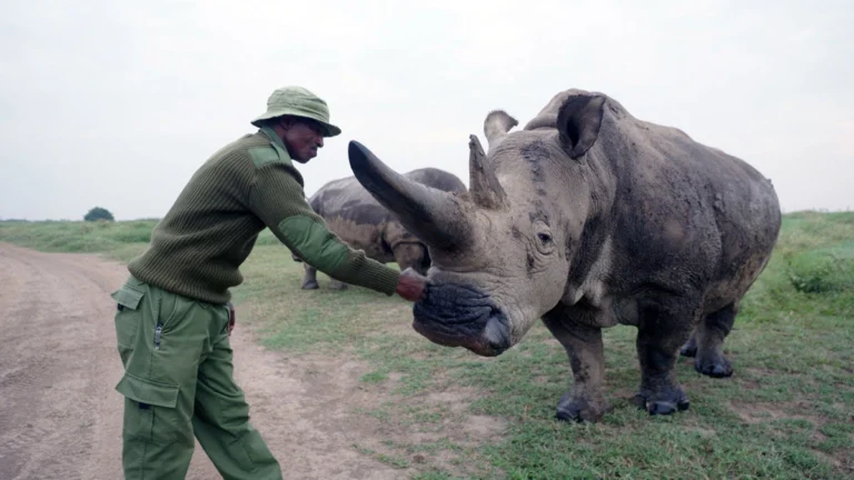 Proteção armada e FIV: filme mostra luta contra extinção de rinocerontes