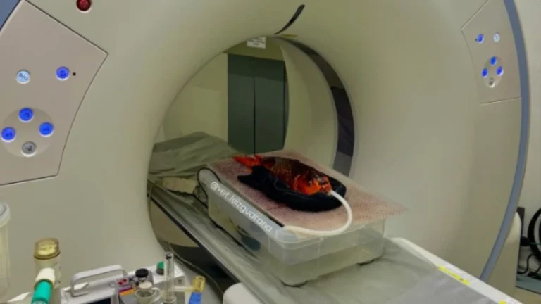 Peixe faz tomografia em São Paulo; veja vídeo do procedimento
