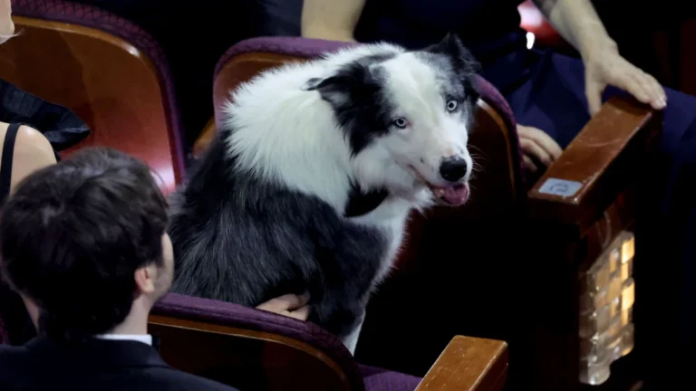 Dia Mundial do Cachorro: relembre 6 pets icônicos do cinema