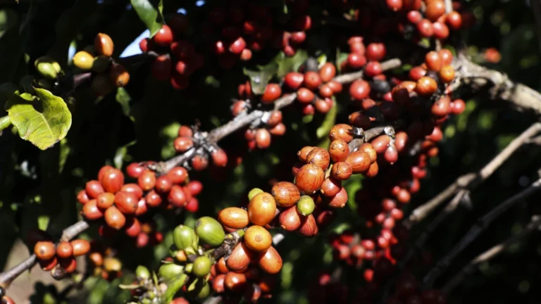 Café barateou por causa do tarifaço? Veja o que dizem especialistas