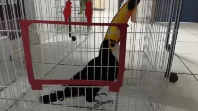 Quadrilha atuava há três décadas no tráfico de animais silvestres no RJ