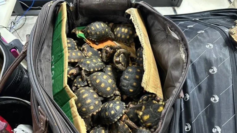 Polícia Civil faz operação contra tráfico de animais silvestres no RJ