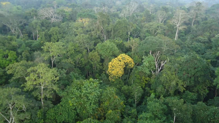 Como Macapá salva São Paulo