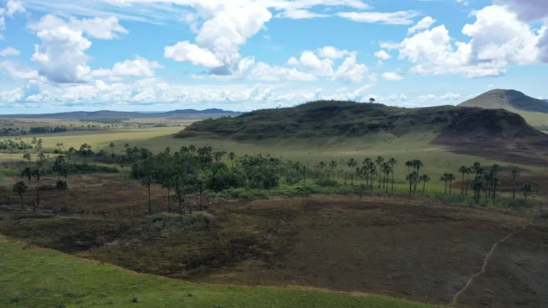 Cerrado perdeu área de vegetação equivalente a uma Bahia e meia, diz estudo