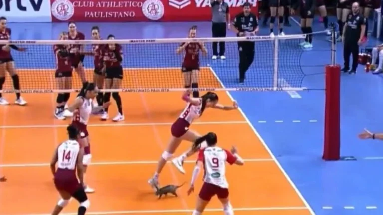 Vôlei: gambá invade quadra durante e assusta jogadoras