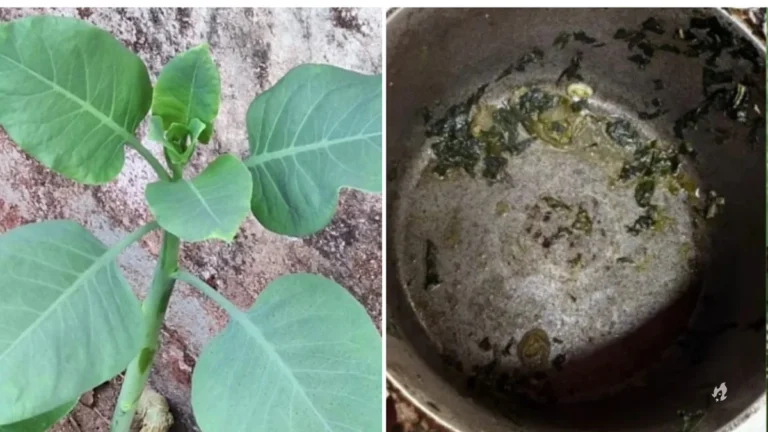 Falsa couve: conheça planta que deixou 4 pessoas internadas em Minas Gerais