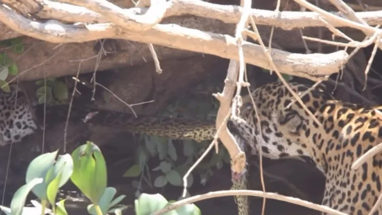 Onças são flagradas disputando uma sucuri amarela no Pantanal; veja vídeo