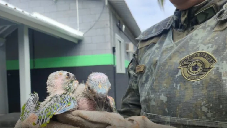 Homem põe filhotes de aves em isopor sem ventilação e é multado em R$ 8 mil