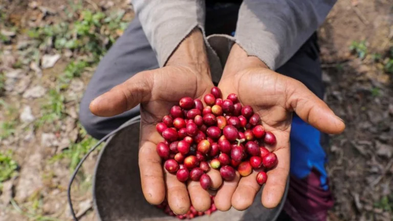 Café é estratégico para o Brasil e para os EUA, diz diretor-geral da Cecafé