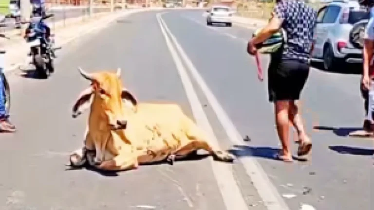 Motoqueiro morre e vaca é esquartejada por população após acidente no Piauí