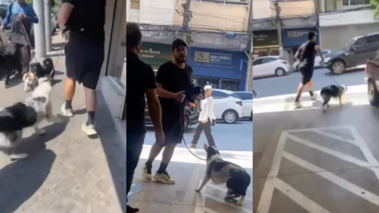Homem rouba filhote que estava para adoção em petshop de bairro nobre em SP