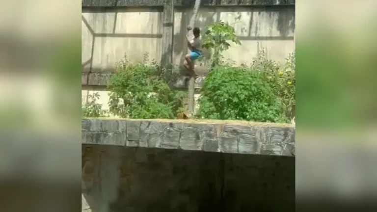 Homem invade jaula e é morto por leoa no zoológico de João Pessoa