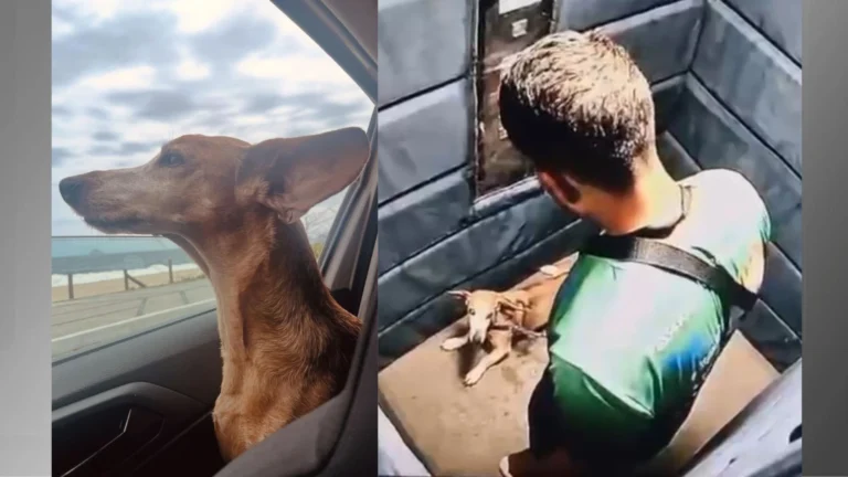 RJ: Polícia identifica passeador que agrediu cadela em elevador