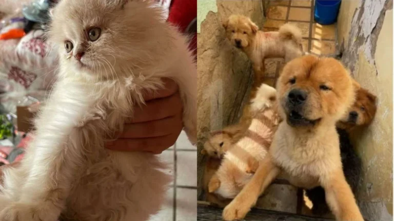 Suspeita de maus-tratos a 121 animais é presa no MA após investigação no CE