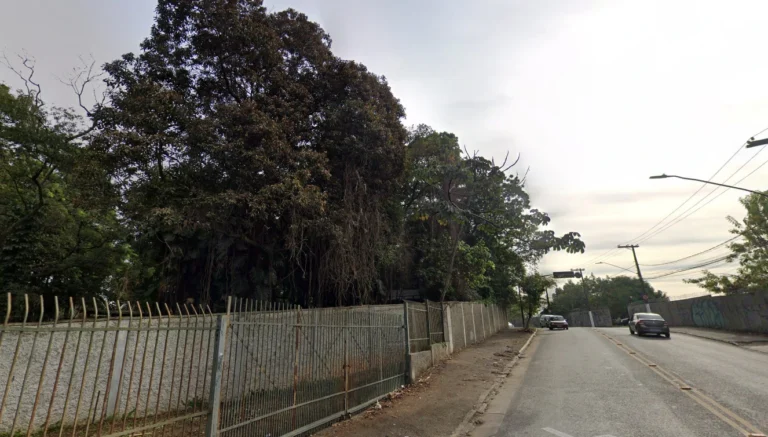 Funcionário da Prefeitura morre após ser atingido por árvore em São Paulo