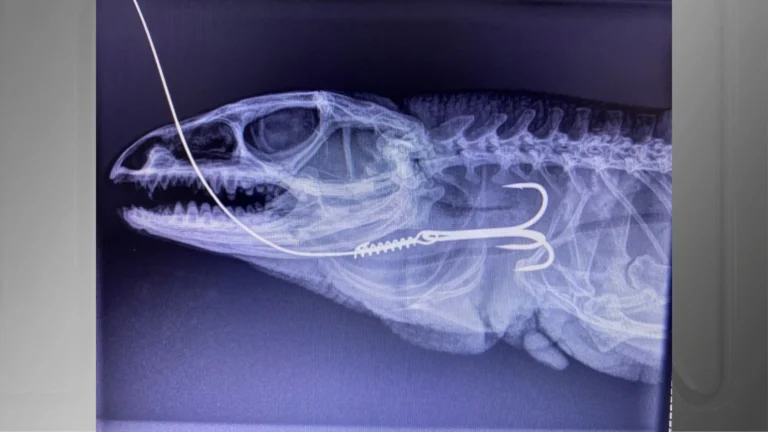 Maior lagarto do Brasil morre após ser resgatado com anzol preso na boca
