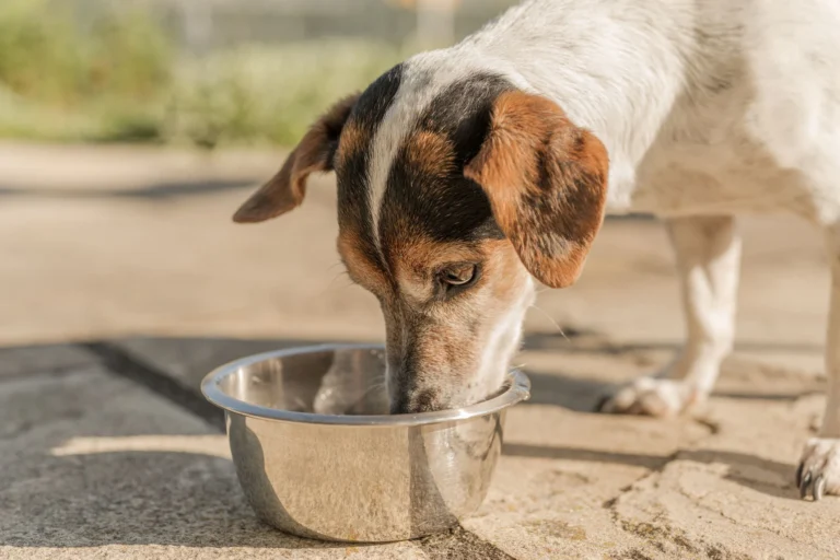 Onda de calor: saiba como proteger cães e gatos durante altas temperaturas