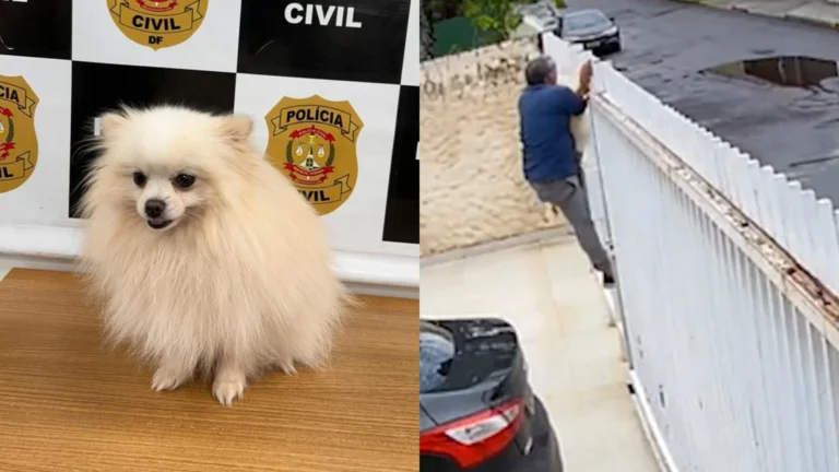 Homem é preso após furtar e vender spitz alemão no DF