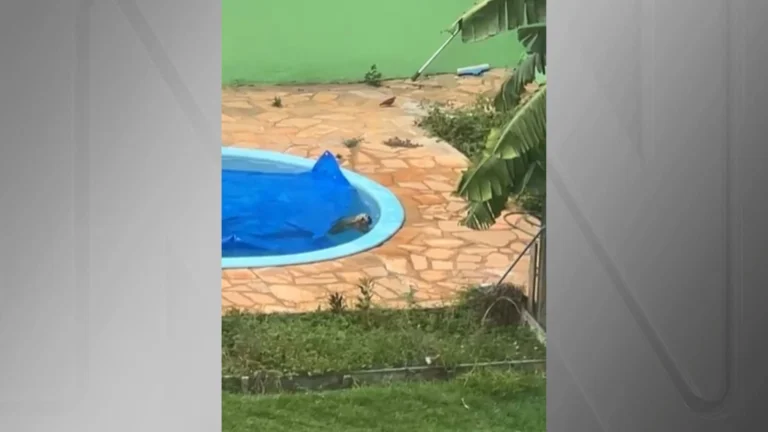 Cachorro cai em piscina e é salvo de afogamento por bombeiros em MT