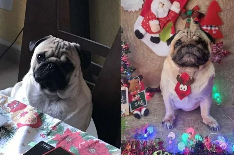 Cão morre de hipertermia 6 horas após ser deixado em hotel pet: ‘Confiei neles’
