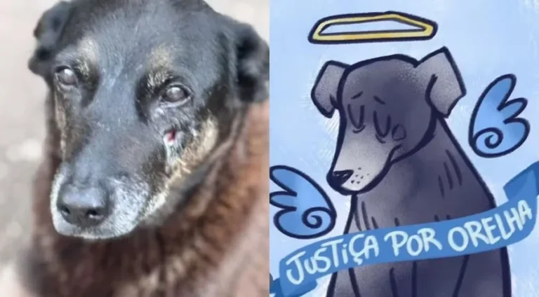 Cão Orelha: famosos e institutos pedem Justiça e homenageiam cachorro