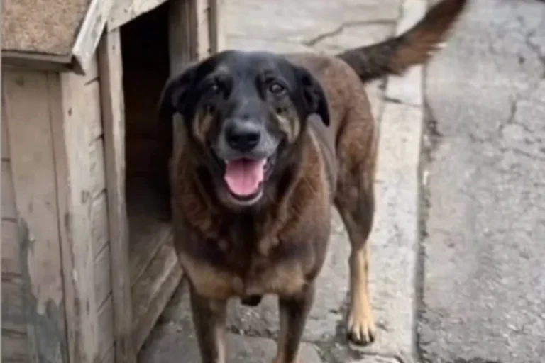Laudo após exumação do cão Orelha descarta fratura por ação humana