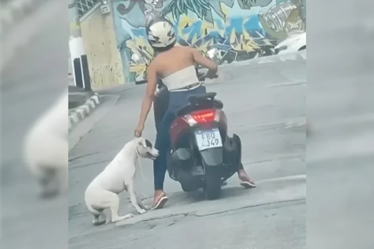 Mulher é indiciada após ser flagrada arrastando cão com moto em SP