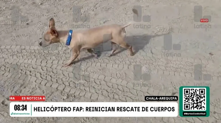 Cachorro sobrevive à queda de helicóptero que matou 15 no Peru e fica ao lado do corpo do dono