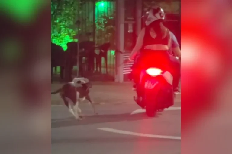 Casal é flagrado arrastando cachorro pela coleira ao andar de moto. Veja vídeo